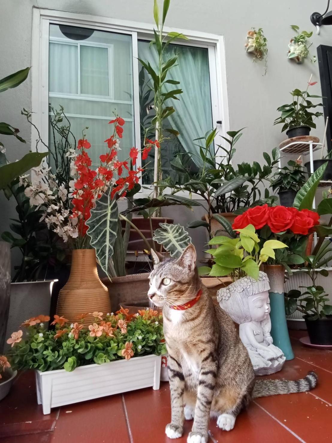 Vlodge&Vegetarian Vegan Hotel Chiang Mai Buitenkant foto